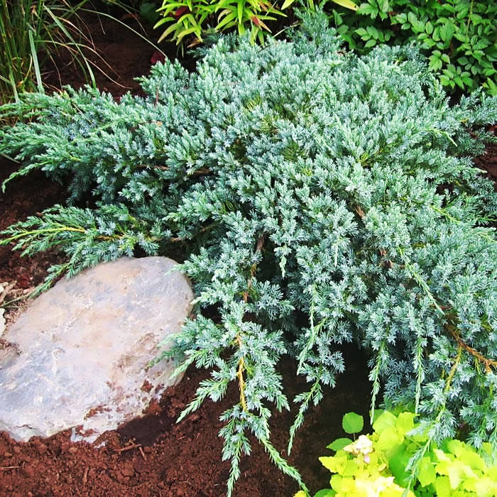 

Саженцы Можжевельника чешуйчатого Блю Карпет (Juniperus squamata Blue Carpet) Р9