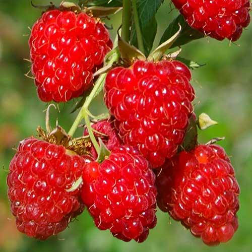 

Малинове дерево Крепиш