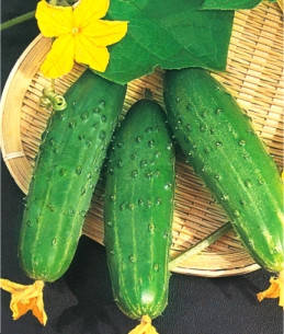 

Семена огурцов пчелоопыляемых Цезар F1 (ИМП)