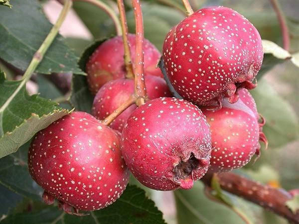 

Саженцы БОЯРЫШНИКА КИТАЙСКИЙ КРУПНОПЛОДНЫЙ безшипный привитой