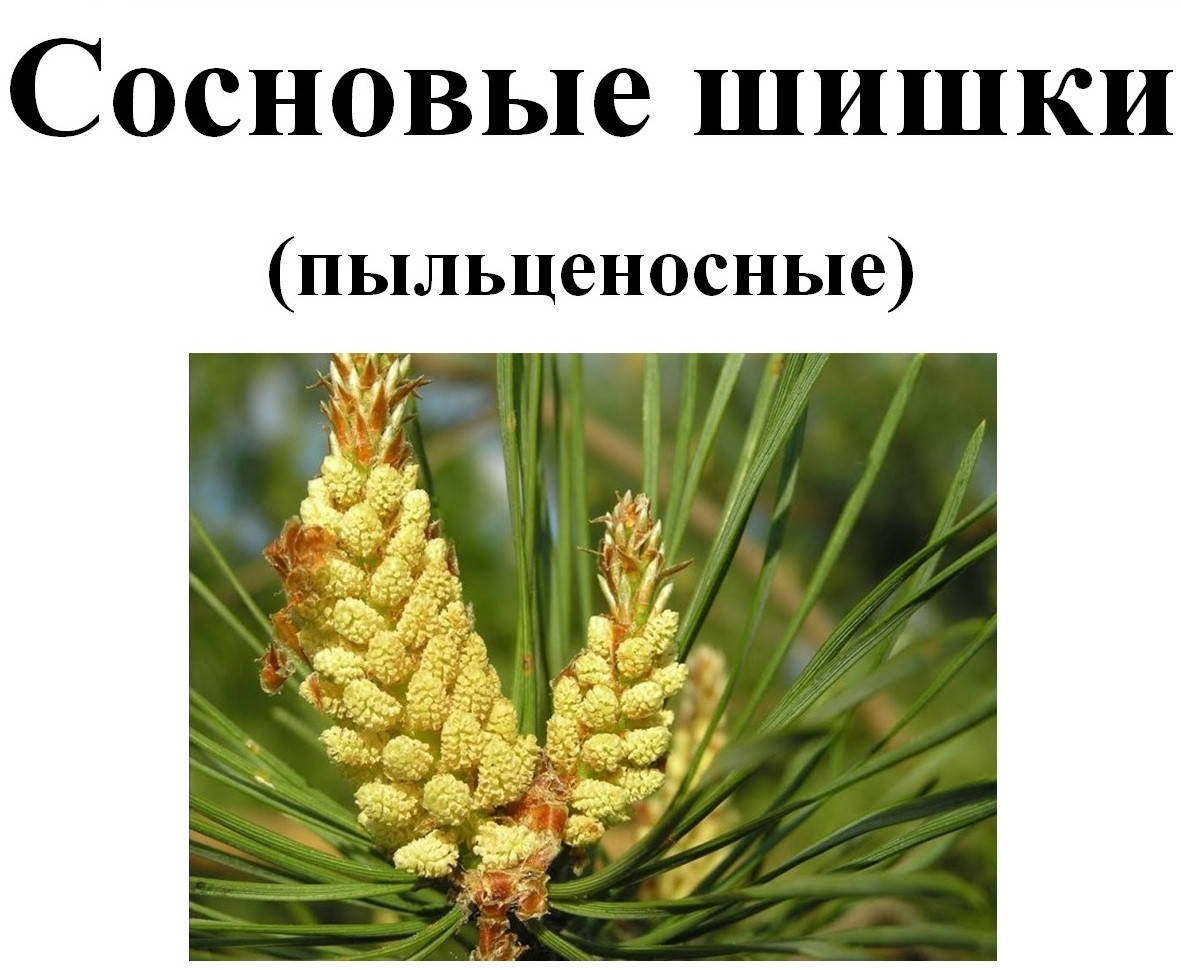 

Сосновые шишки (пыльценосные), 50 грамм