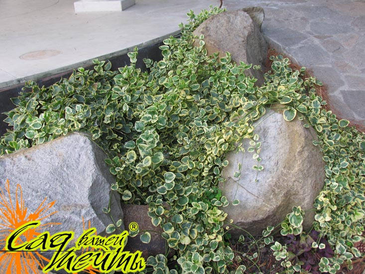 

Барвинок большой 'Variegata', в горшке 9х9х10см