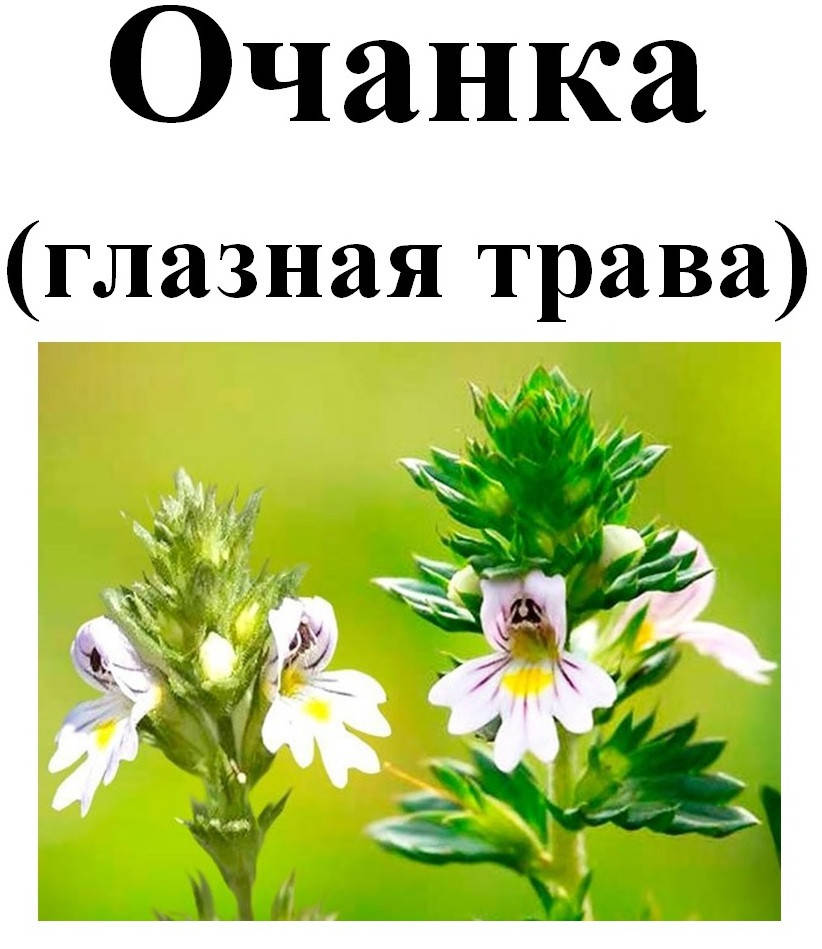 

Очанка (глазная трава), 20 грамм