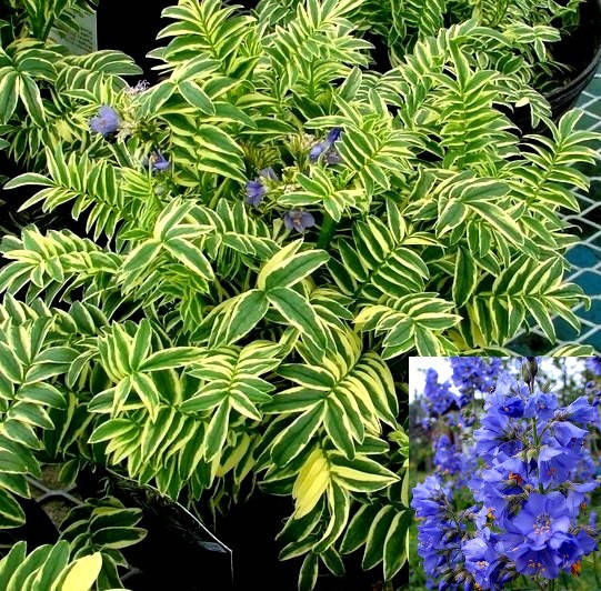 

Синюха голубая Variegata (вариегата)