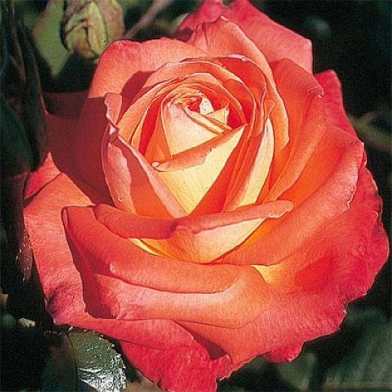 

Конигин дер Роузн (Köningin der Rosen)
