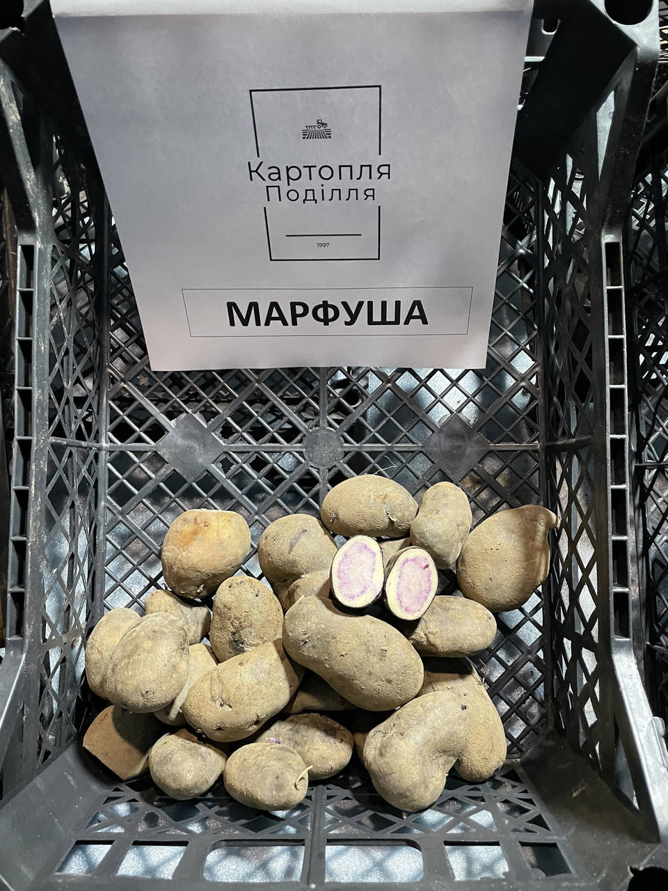 

Семенной картофель Марфуша, элита