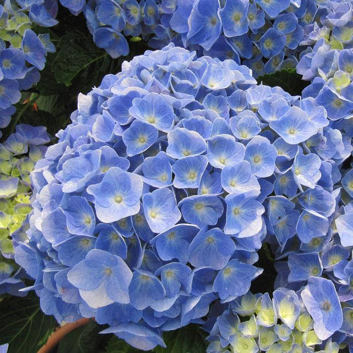 

Гортензия крупнолистная Боденси, Hydrangea macrophylla Bodensee