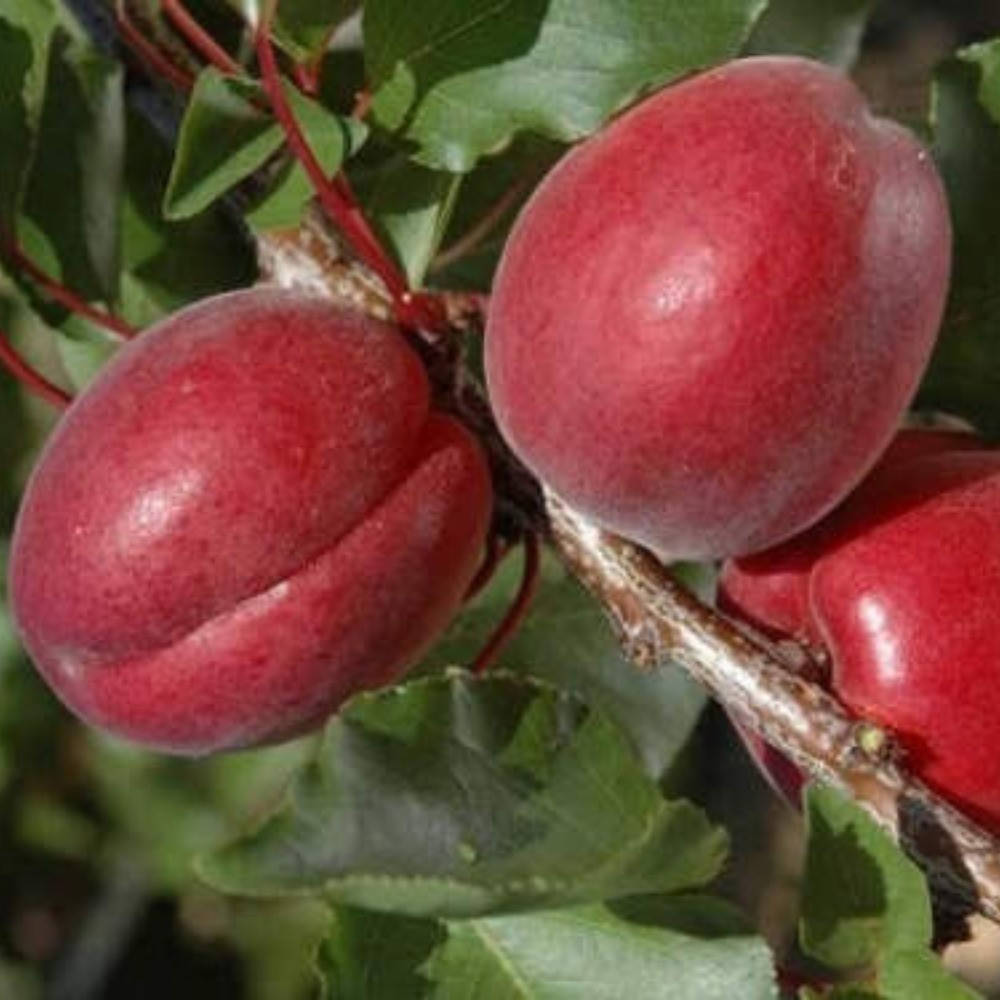 

Абрикос Рубиста (ранний)
