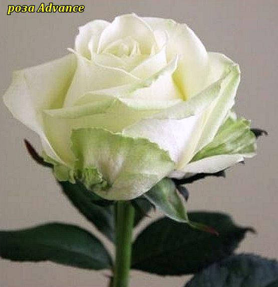 

Роза чайно-гибридная Advance (Эдванс)