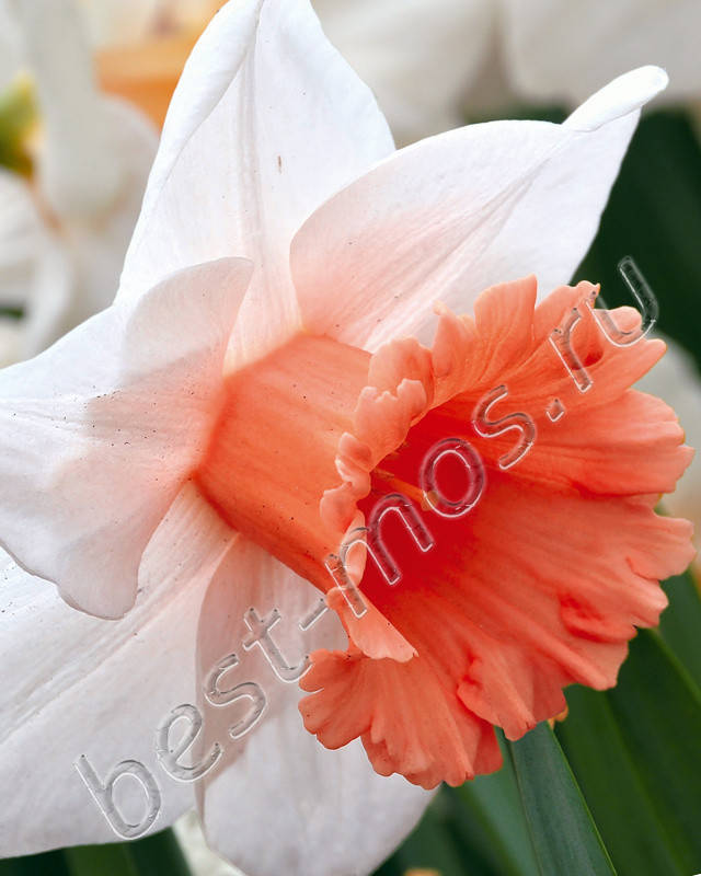 

Нарцисс Pink Parasol (Пинк Парасоль)
