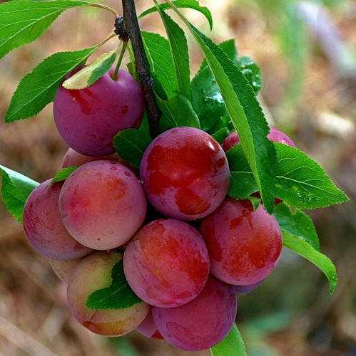 

Саженцы алычи Кубанская Комета