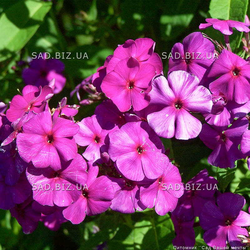 Флокс Кинг Фото И Описание Отзывы