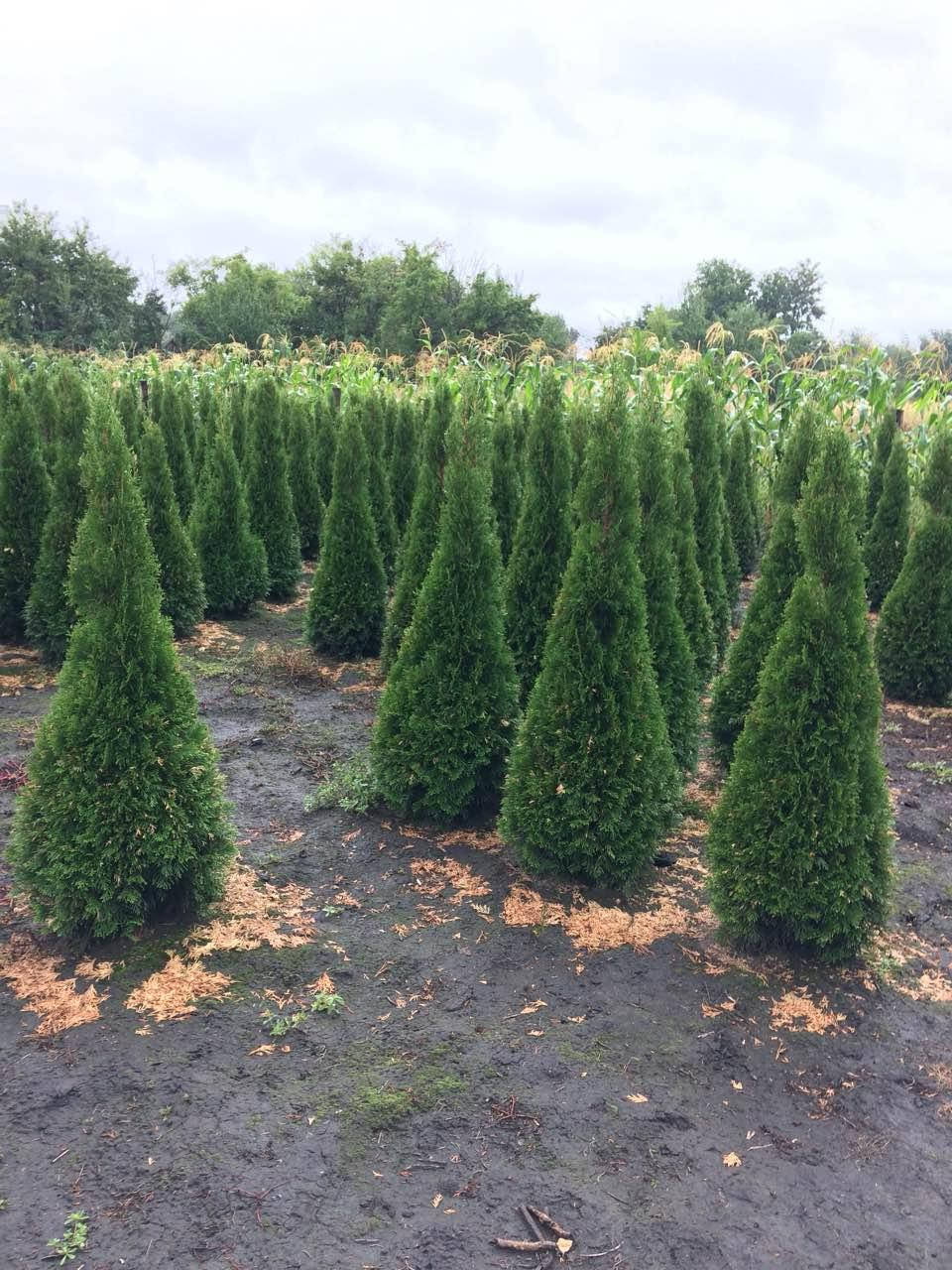 

Туя западная Смарагд (Thuja Smaragd) С1,5 40-45см