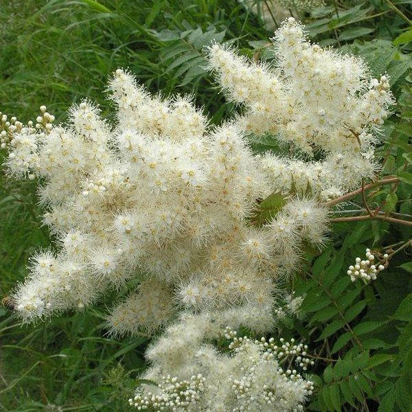 

Рябинник рябинолистный, Sorbaria sorbifolia
