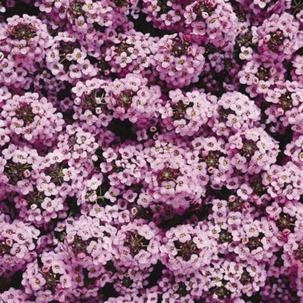 

Семена Алиссум (Лобулярия) Лавандер (Wonderland Lavender)