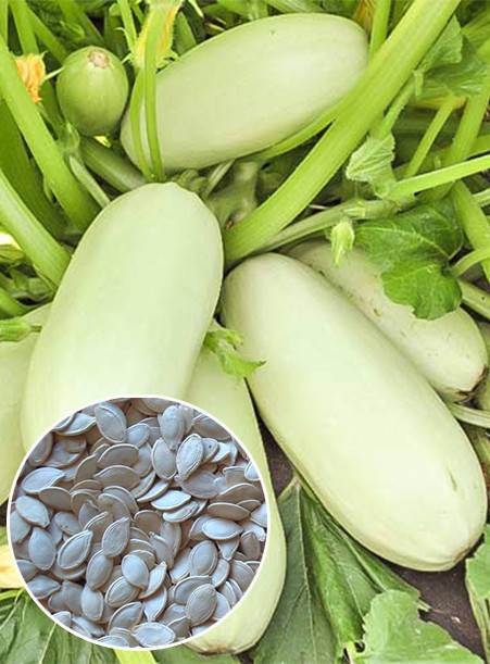 

Кабачок Бьянка 100 г (ультраранний), семена Яскрава