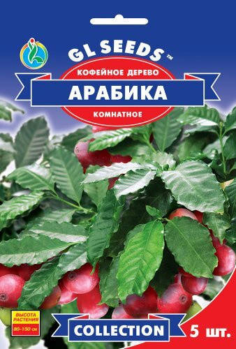 

GL seeds Кофейное дерево Арабика.5шт, Зелёный