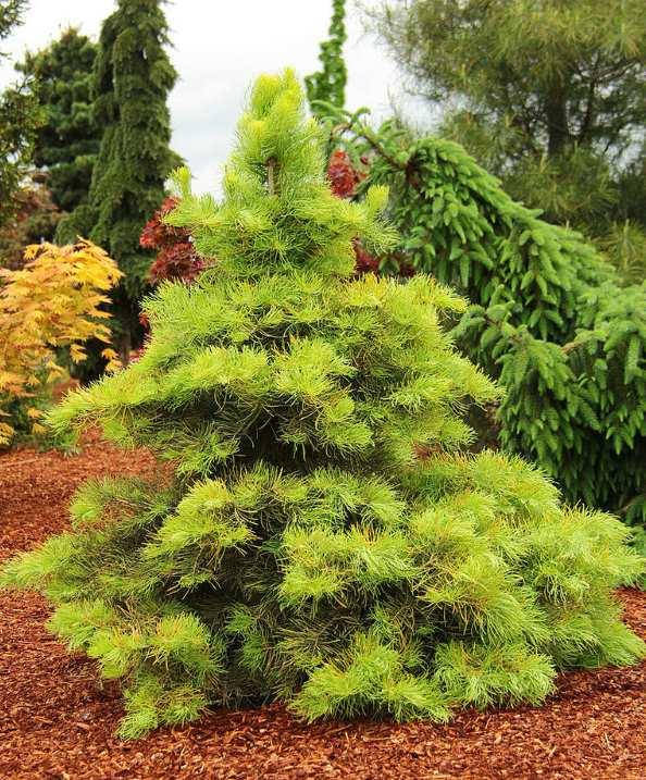 

Abies concolor Wintergold С-5