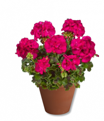 

Пеларгония Toscana Smart Laura Purple