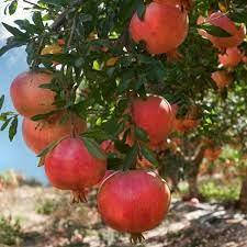 

Гранат Ак-Дона