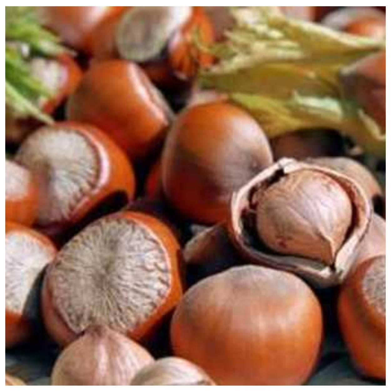 

Фундук Трапезудн