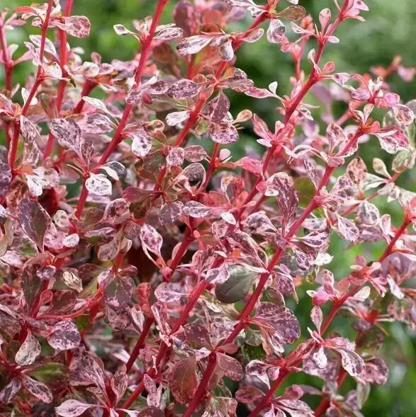 

Барбарис Тунберга Rose Glow (Роуз Глоу) в контейнере