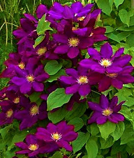 

Клематис Лех Качински \ Clematis Lech Kaczyński ( саженцы 1.5л )