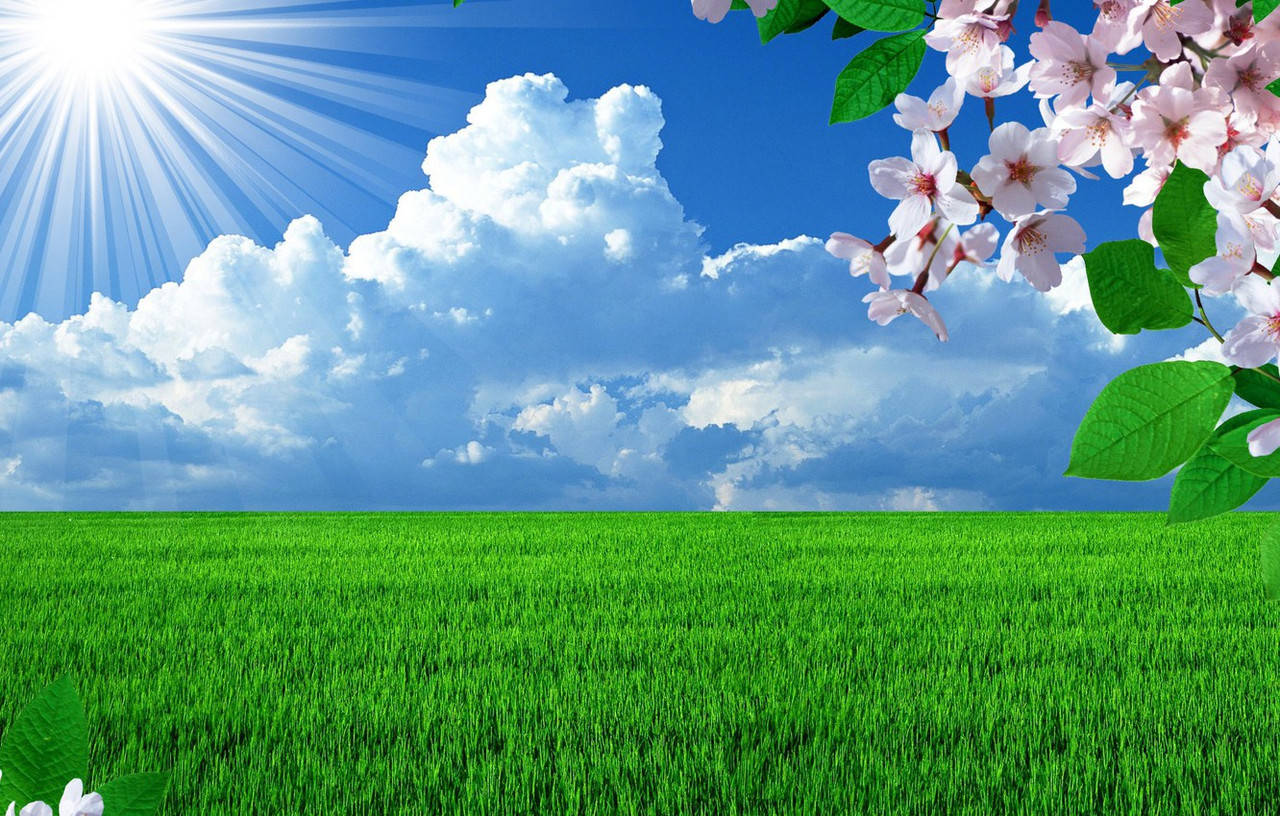 

Семена газонная травосмесь Универсальная 1кг многолетняя для всех видов озеленения посевные семена на вес, Зелёный