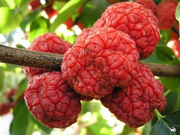 

Кудрания черенки