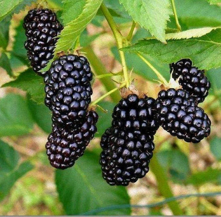 

Ежевика Прайм Арк Тревелер (Prime-Ark Traveler), ЗКС в горшках 0.8 л