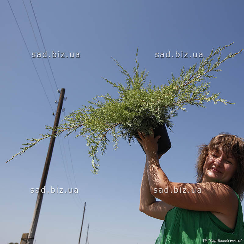 

Можжевельник виргинский 'Hetz'. Контейнер 2 л