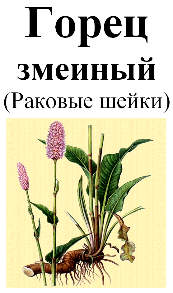 

Горец змеиный (раковые шейки), корень сухой, 80 грам