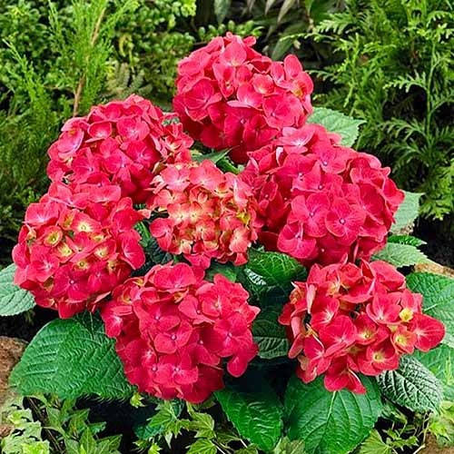 

Гортензія великолиста Доріс/Hydrangea m. 'Doris' С3 /НГ 20-30