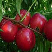 

Саженцы нектарина КАЛДЕЗИ 2000