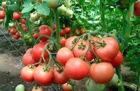 

Семена томата "Малиновый звон"