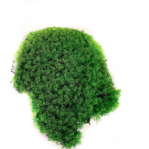 

Стабилизированный мох Зеленый Ягель Украинский 100 г Green Ecco Moss
