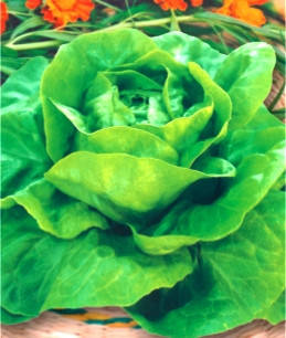 

Семена салата Латук