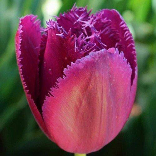 

Тюльпан Curly Sue (луковицы) 3 шт, Фиолетовый