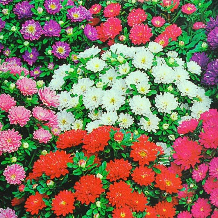 

Семена Астра Пиноккио смесь 0,5 г W.Legutko 5016