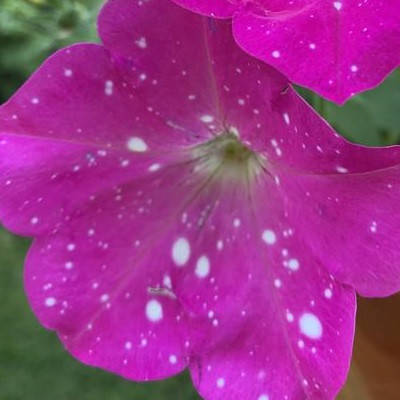 

Петуния Звёздное Небо(Dot Star F1) 10 шт Cerny Чехия Deep Pink