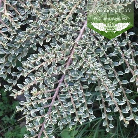 

Cotoneaster atropurpureus 'Variegatus', Кизильник атропурпуреа 'Варієгатус',C2 - горщик 2л