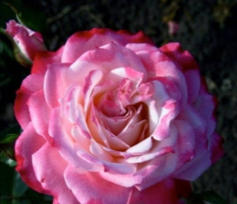 

Роза плетистая Три Свадьбы