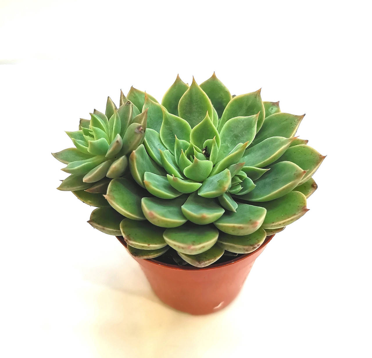 

Граптопеталум Graptopetalum altair Суккулент Комнатное растение