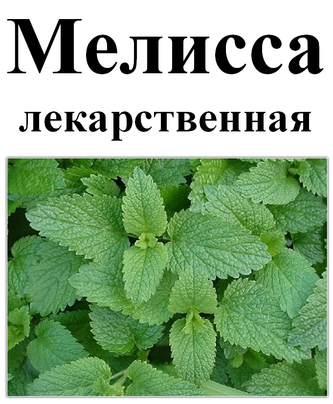 

Мелисса лекарственная, 40 грамм