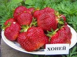 

Саженцы клубники Хоней