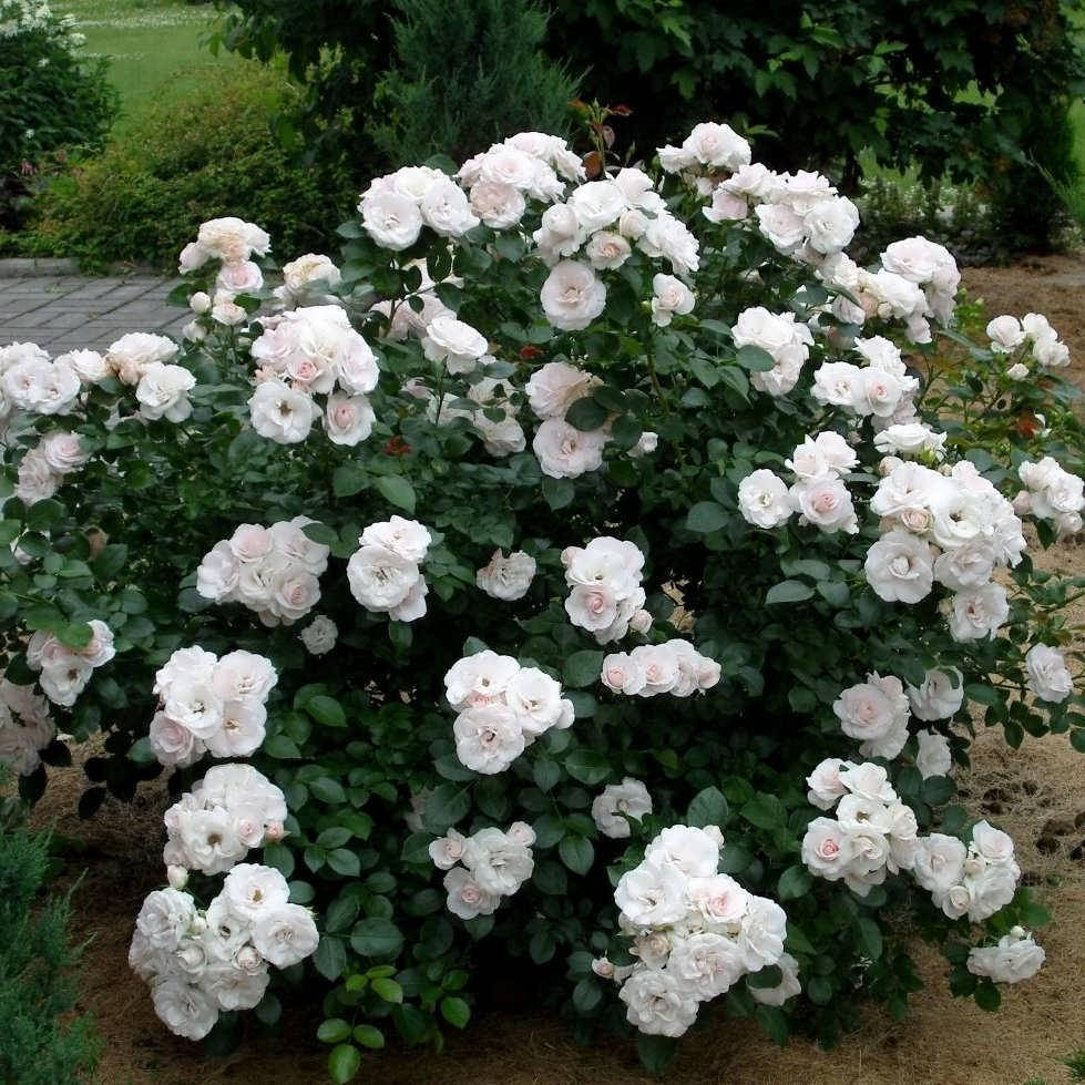 

Роза Aspirin Rose (Аспирин Роз)