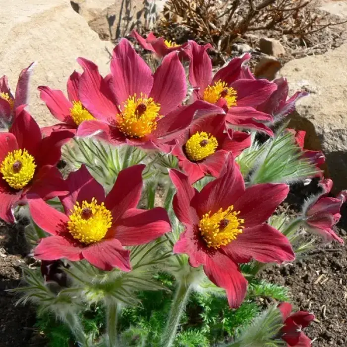 

Прострел (сон-трава) "РОУТ ГЛОКИ" / Саженцы (ЗКС)