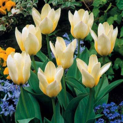 

Тюльпан Сoncerto (луковицы) 3 шт