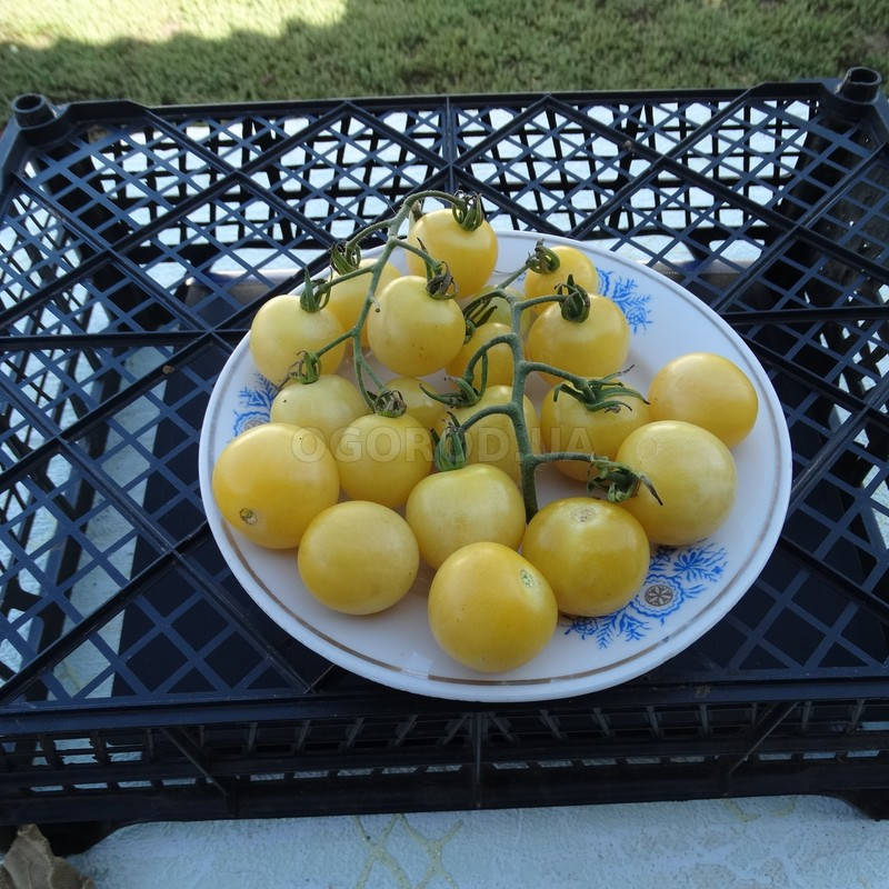 

Семена томата Gnoccia di Limone