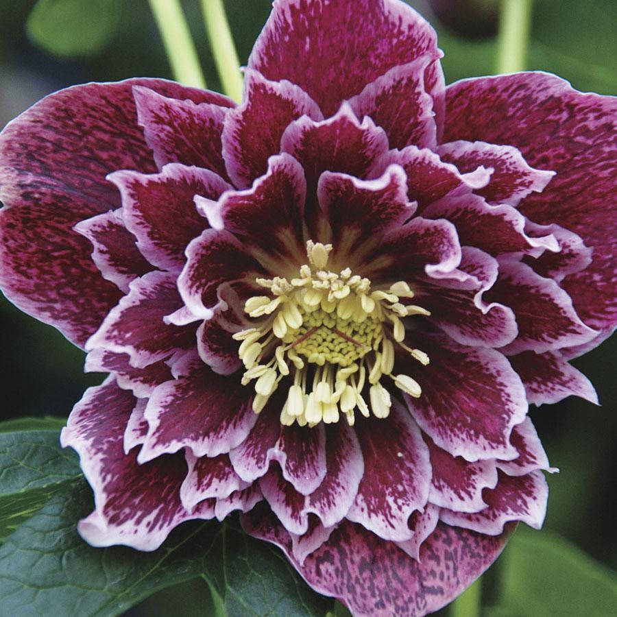 

Морозник Шоутайм Рафлс (Showtime Ruffles)